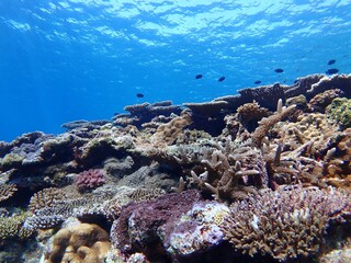 Naklejka na ściany i meble 沖縄の海のサンゴ礁