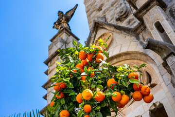 Mallorca, Soller - Orangenbaum vor der Esglesia Sant Bartomeu am Hauptplatz Placa de la Constitucion