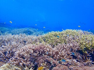 Fototapeta na wymiar 沖縄の珊瑚礁の海のエダサンゴThe sea of coral reefs in the Kerama Islands, Okinawa