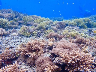 Naklejka na ściany i meble Okinawa's coral reef sea 沖縄の慶良間諸島の珊瑚礁の海