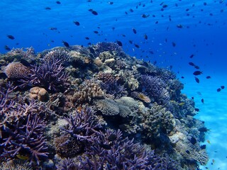 Naklejka na ściany i meble 沖縄の海のサンゴ礁