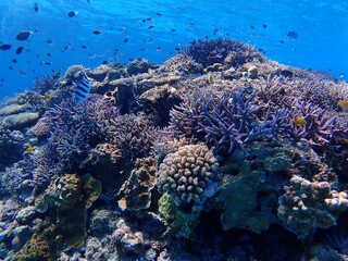 Naklejka na ściany i meble 沖縄慶良間諸島珊瑚礁の海 The coral sea of the Kerama Islands, Okinawa