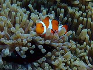 Naklejka na ściany i meble Sea anemones and clownfish in the coral reef sea 珊瑚礁の海のイソギンチャクとカクレクマノミ
