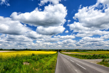 Księżpol - Rzepakowe pola