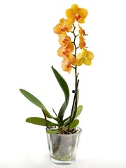 Naklejka na ściany i meble yellow orchid Phalaenopsis isolated close up