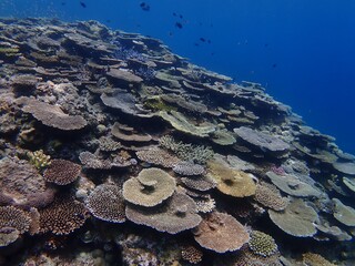 沖縄の海とサンゴ礁 © 鈴鹿 福嶋