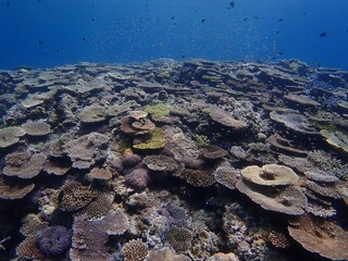 沖縄の海とサンゴ礁