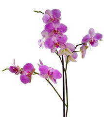 Naklejka na ściany i meble pretty flowers of orchid phalaenopsis close up