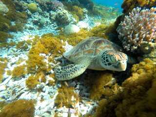 Naklejka na ściany i meble Okinawa's blue sea and blue sky Turtles I met in the Kerama Islands 眠いから近寄っても気にしないのんびりしたアオウミガメ 