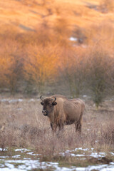 European bison on the grazing. Bison in the bushes. Europe wildlife nature. Winter time in animals kingdom.