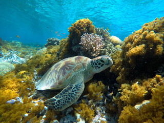 Okinawa's blue sea and blue sky
Turtles I met in the Kerama Islands
沖縄の海で出会った眠そうにしてたウミガメ