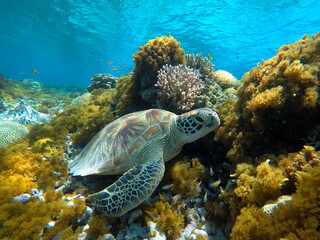 Okinawa's blue sea and blue sky
Turtles I met in the Kerama...