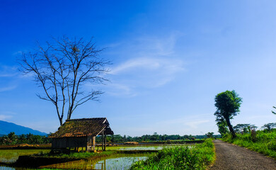 landscape with trees