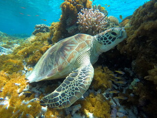 Okinawa's blue sea and sleepy turtles
沖縄の海で出会った眠そうなカメ
