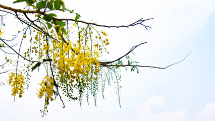 Yellow flowers released in the summer of Thailand.
