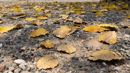 Dry Bodhi leaves fall to the temple floor.