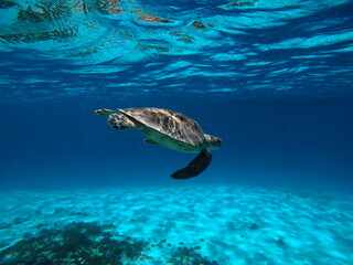 Fototapeta na wymiar Okinawa's blue sea and blue sky Turtles I met in the Kerama Islands