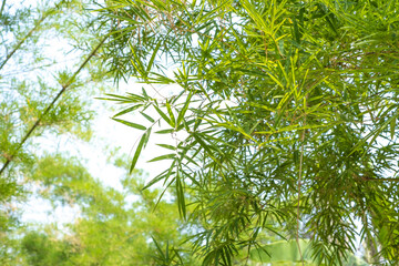 Branching bamboo leaves adjust the shade of the sky
