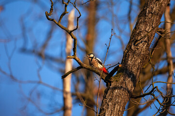 Great spotted woodpecker looking for food in the forest. Wildlife in Czech republic. Ornithology in the Europe. Woodpecker among the branches. 