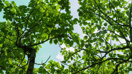 The shadows from the sky contrast with the leaves that make a difference.