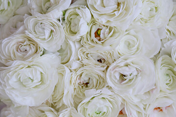 Macro shot of beautiful white ranunculus bouquet. Visible petal structure. Bright patterns of flower buds. Top view, close up, background, selective focus, copy space for text, cropped image.