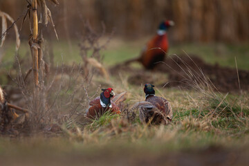 Common pheasant walking on the field. Pheasant during winter time. European wildlife nature.