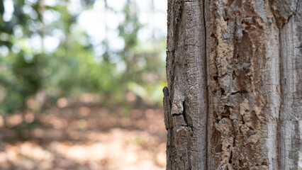 Obraz premium The bark of a perennial plant is strong for many decades.