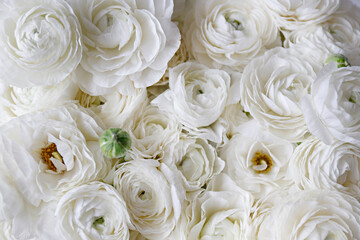 Macro shot of beautiful white ranunculus bouquet. Visible petal structure. Bright patterns of flower buds. Top view, close up, background, selective focus, copy space for text, cropped image.