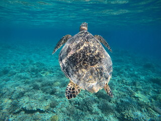Blue sea and turtle
沖縄の青い海とカメ