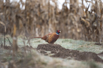 Common pheasant walking on the field. Pheasant during winter time. European wildlife nature.