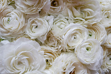 Macro shot of beautiful white ranunculus bouquet. Visible petal structure. Bright patterns of flower buds. Top view, close up, background, selective focus, copy space for text, cropped image.