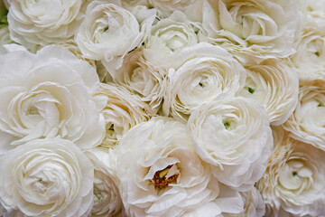 Macro shot of beautiful white ranunculus bouquet. Visible petal structure. Bright patterns of flower buds. Top view, close up, background, selective focus, copy space for text, cropped image.