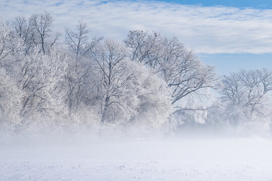Hoarfrost encases a forest of bare trees in fog on a frigid winter morning, Michigan, USA  - Powered by Adobe