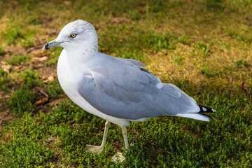 Silbermöve im Gras Nahaufnahme