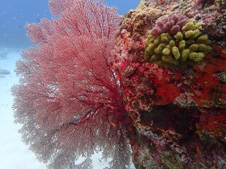Red coral of the sea of Okinawa
サンゴ礁の海の綺麗な赤いオオイソバナ赤珊瑚