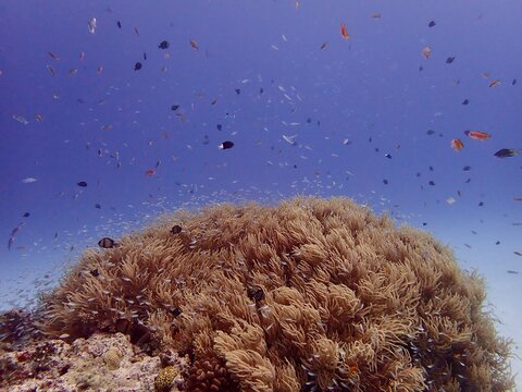 沖縄慶良間珊瑚礁の海ソフトコーラル
The coral sea of the Kerama Islands, Okinawa