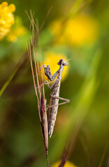 Praying mantis close up background