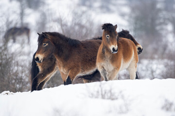 Wild horse during winter time. Horses among bushes. European wildlife nature. 