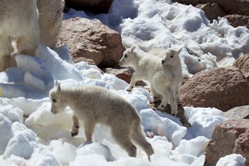 Playful mountain goat kids