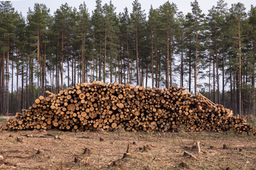 Deforestation, forest destruction. Chopped tree on ground in forest. Pile, stack of many sawn logs of pine trees