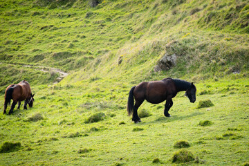 Horses grazing on a green lawn with spring grass