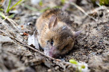 field mouse trying to bury itself in the ground