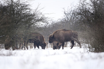 European bison on the grazing. Bison in the bushes. Europe wildlife nature. Winter time in animals kingdom.