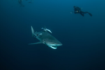 Bull shark swimming in water. Shark catch the prey. Marine life. 