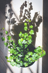 Ivy in flower pot