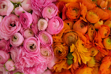 Macro shot of beautiful orange and pink ranunculus bouquet. Visible petal structure. Bright patterns of flower buds. Top view, close up, background, selective focus, copy space for text, cropped image