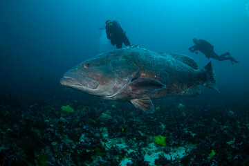 Naklejka na ściany i meble Giant grouper near the bottom of Indian ocean. Calm grouper near the African coast. Marine life on the Protea Banks in South Africa. 