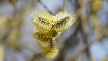 willow branches with catkins