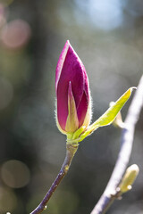 Magnolia pink flower tree flowers, close-up branch, closed bud, ryannya spring, new life