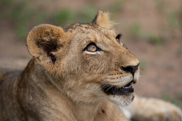 A Lion seen on a safari in South Africa